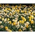Narcissus Double Mix