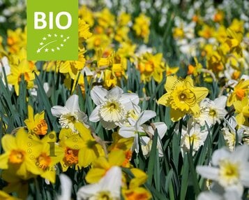 Narcissus Large Mix - BIO image