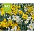 Narcissus Large Mix - BIO