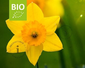 Narcissus 'Garden Opera' - BIO