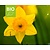 Narcissus 'Garden Opera' - BIO