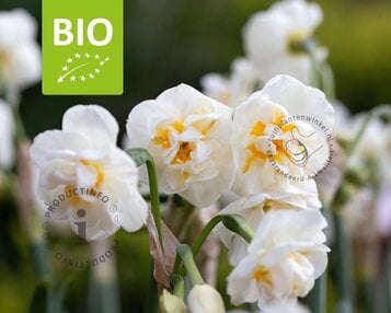 Narcissus 'Bridal Crown' - BIO image