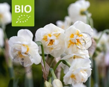 Narcissus 'Bridal Crown' - BIO