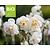 Narcissus 'Bridal Crown' - BIO