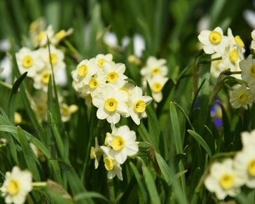 Narcissus 'Minnow'