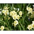 Narcissus 'Minnow'