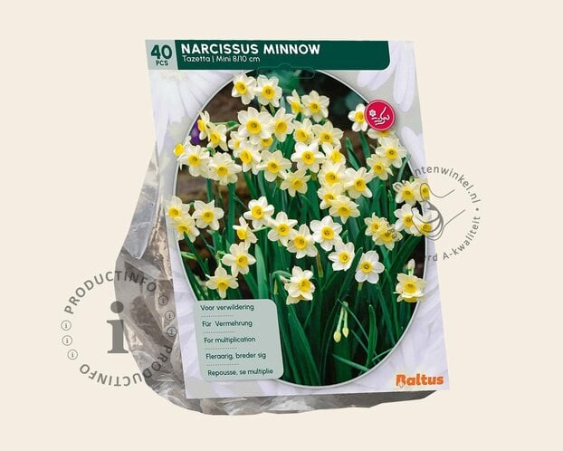 Narcissus 'Minnow'