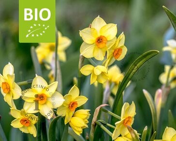 Narcissus 'Martinette' - BIO