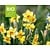 Narcissus 'Martinette' - BIO