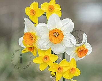 Narcissus Mini Mix image
