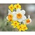 Narcissus Mini Mix