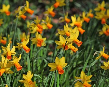 Narcissus 'Jetfire' image