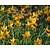 Narcissus 'Jetfire'