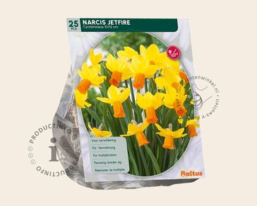Narcissus 'Jetfire'