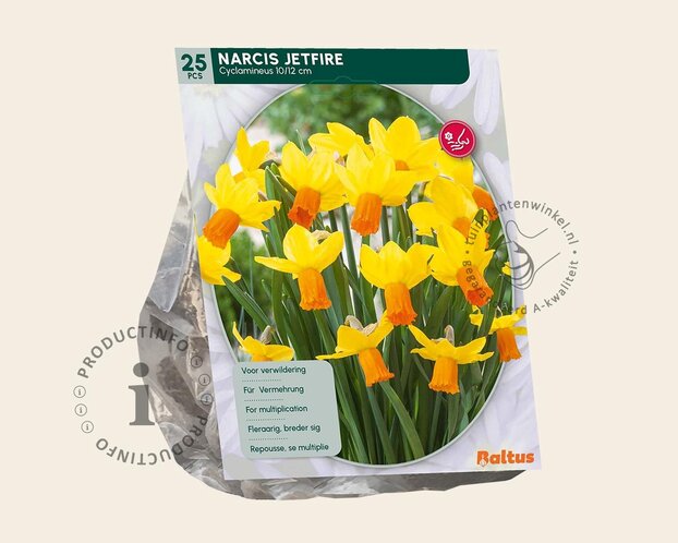 Narcissus 'Jetfire'