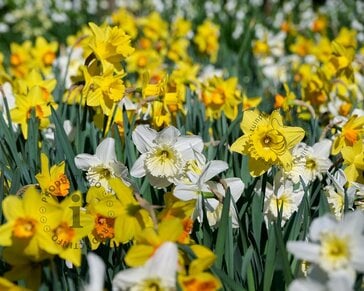 Narcissus Mix Trumpet