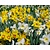 Narcissus Mix Trumpet