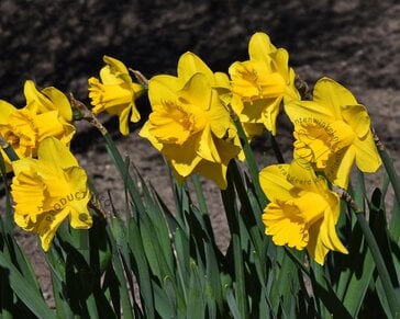 Narcissus Geel Trumpet