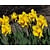 Narcissus Geel Trumpet
