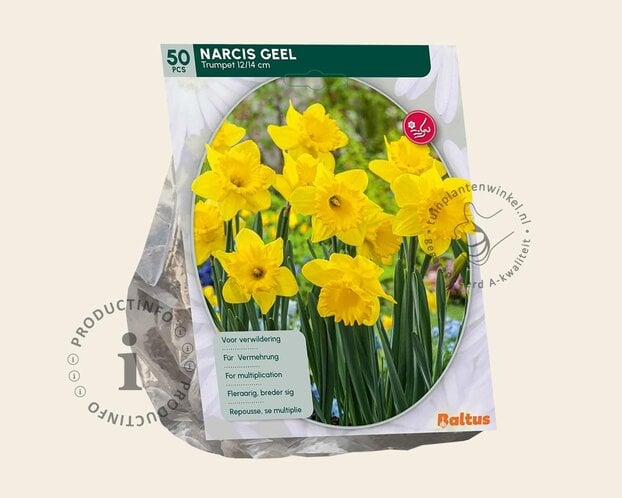Narcissus Geel Trumpet