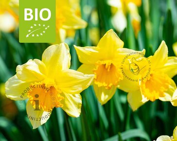 Narcissus 'Standard Value' - BIO