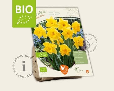 Narcissus 'Standard Value' - BIO