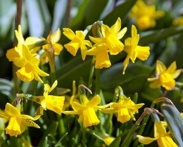 Narcissus 'Tête-a-Tête' image