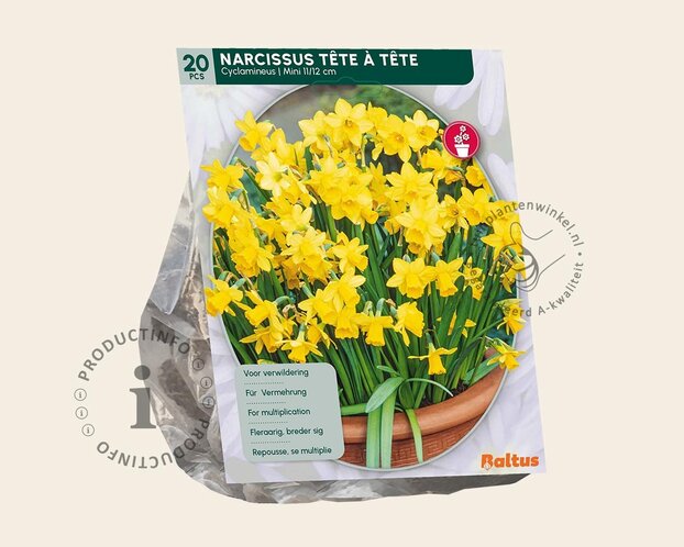 Narcissus 'Tête-a-Tête'