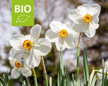 Narcissus poeticus var. recurvus - BIO
