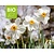 Narcissus poeticus var. recurvus - BIO