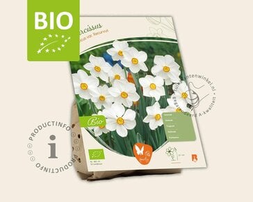 Narcissus poeticus var. recurvus - BIO