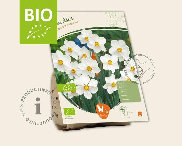 Narcissus poeticus var. recurvus - BIO