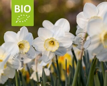 Narcissus 'Papillon Blanc' - BIO image