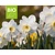 Narcissus 'Papillon Blanc' - BIO