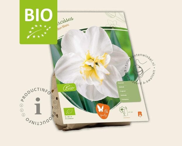 Narcissus 'Papillon Blanc' - BIO