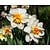 Narcissus 'Replete'