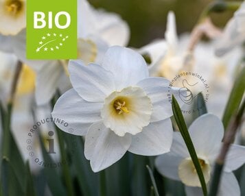 Narcissus 'Pueblo' - BIO image