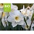 Narcissus 'Pueblo' - BIO