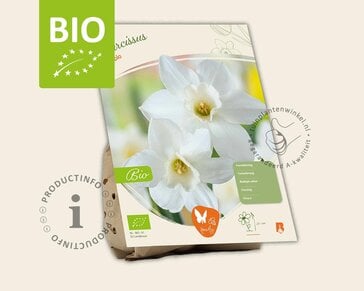 Narcissus 'Pueblo' - BIO
