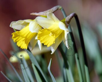 Narcissus pseudonarcissus lobularis image