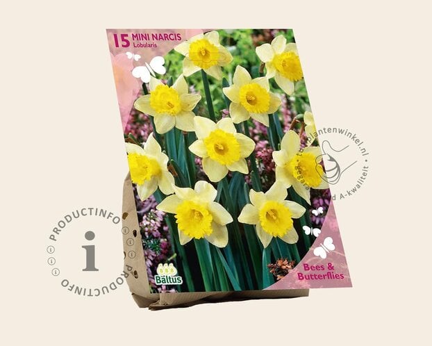 Narcissus pseudonarcissus lobularis