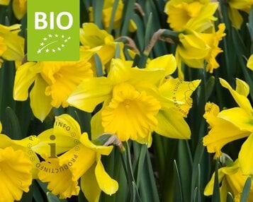 Narcissus 'Rijnvelds Early Sensation' - BIO image