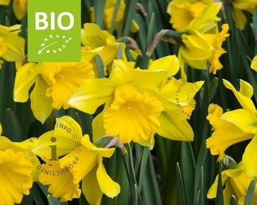 Narcissus 'Rijnvelds Early Sensation' - BIO