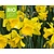 Narcissus 'Rijnvelds Early Sensation' - BIO