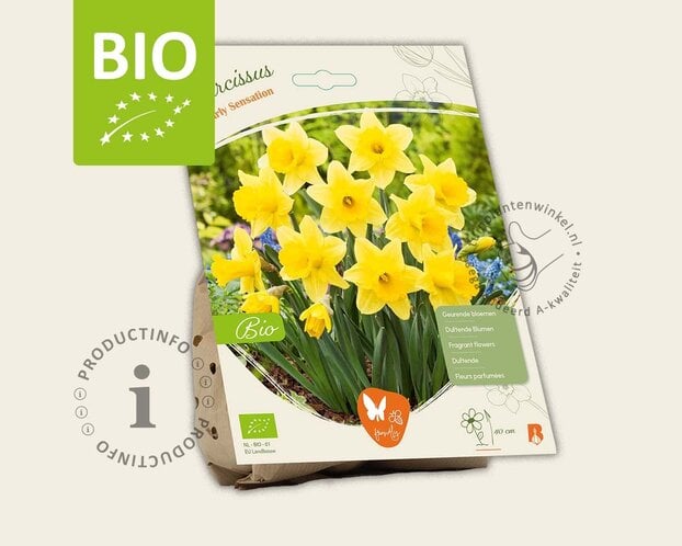 Narcissus 'Rijnvelds Early Sensation' - BIO