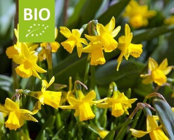 Narcissus 'Tête-a-Tête' - BIO image