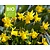 Narcissus 'Tête-a-Tête' - BIO