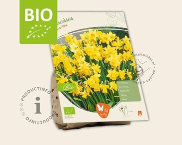 Narcissus 'Tête-a-Tête' - BIO