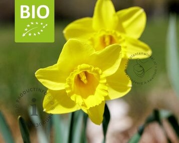 Narcissus 'Tamara' - BIO image