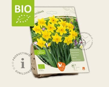 Narcissus 'Tamara' - BIO